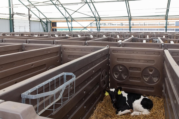 Newborn calf in a separate box on a modern dairy farm