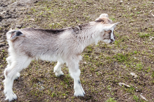 Newborn goat on the farmyard. Portrait of baby goat