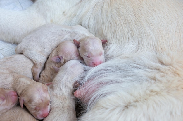 Newborn golden retriever puppy detail closeup pet