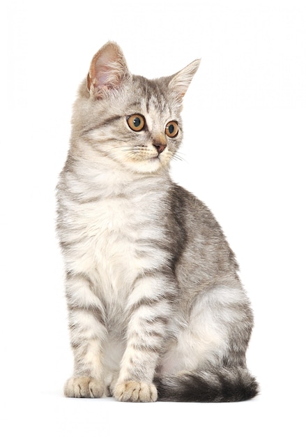 Newborn kitten isolated on bright background