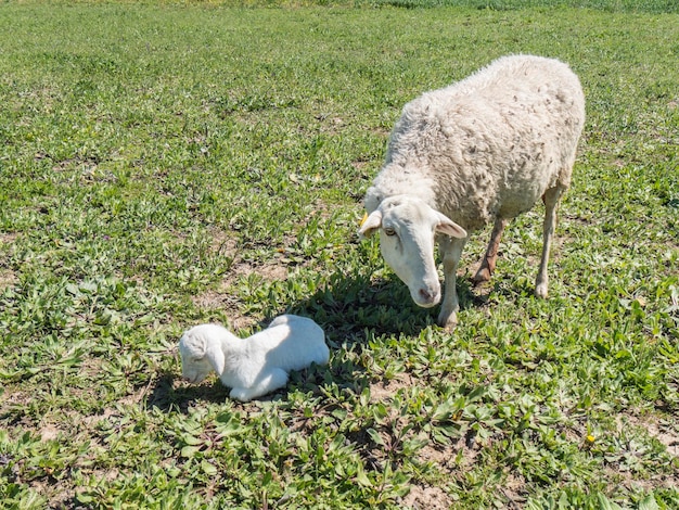 Newborn lamb with his mother in a meadow