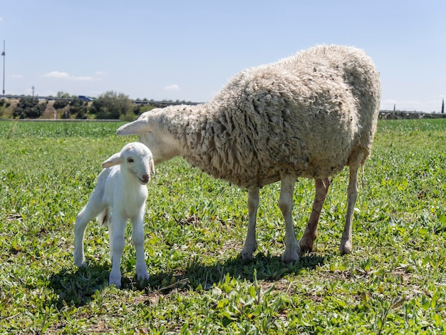 Newborn lamb with his mother in a meadow