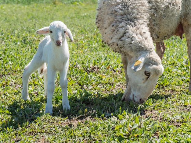 Newborn lamb with his mother in a meadow