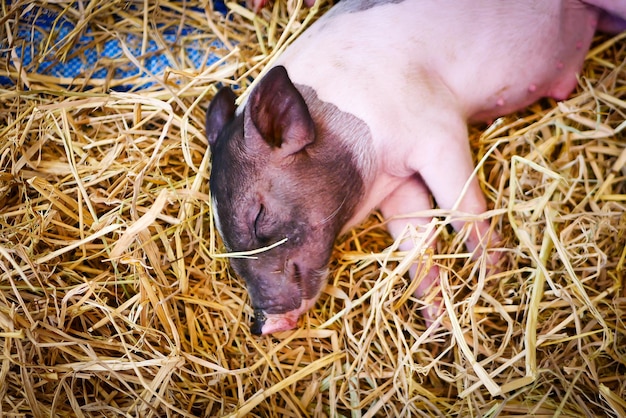 The newborn piglets in a pig farm