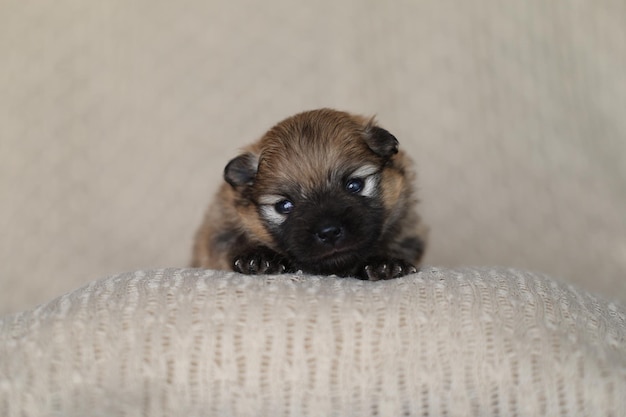 Newborn pomeranian puppy