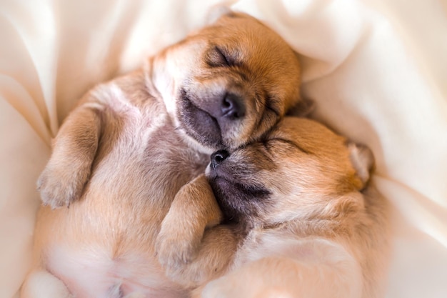 Newborn puppies in sweet dreams sleeping together