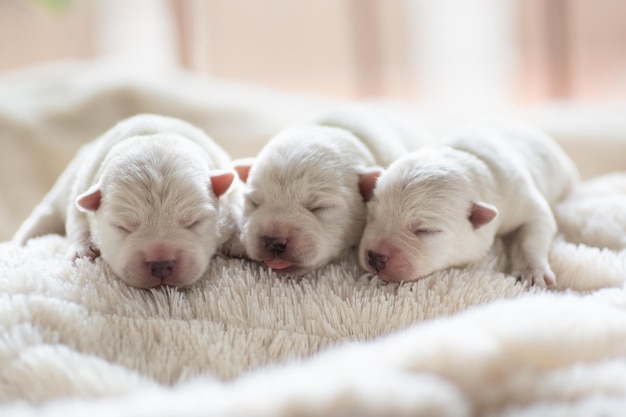 Newborn puppies West Highland White Terrier on a white blanket