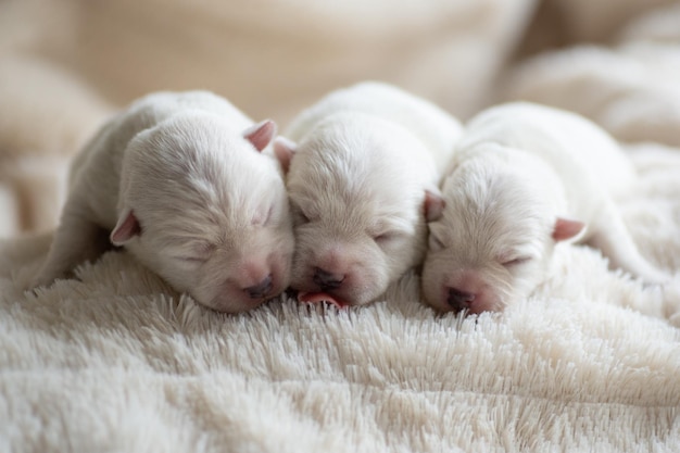 Newborn puppies West Highland White Terrier on a white blanket