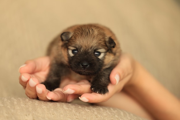 Newborn puppy in the caring hands