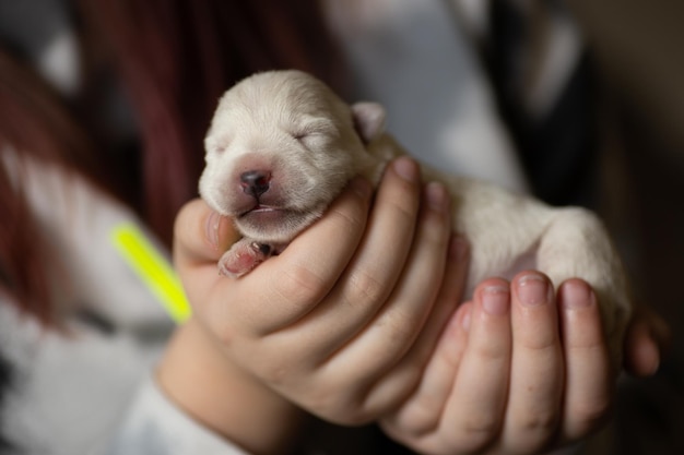 Newborn puppy West Highland White Terrier sleeps in the hands of a man