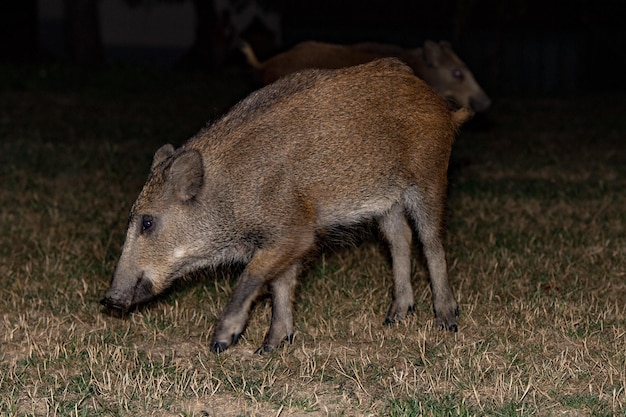 Newborn puppy young wild boar eating bread at night