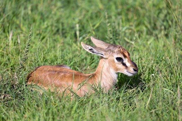 A newborn Thomson Gazelle lies in the grass