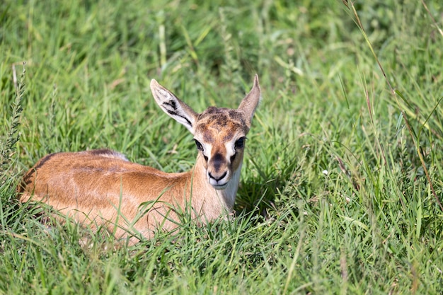 A newborn Thomson Gazelle lies in the grass