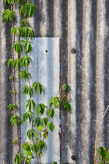 Newer lighter colored metal panel on abandoned building siding with climbing vines ivy