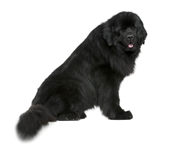 Newfoundland dog, 4 and a half years old. Dog portrait isolated