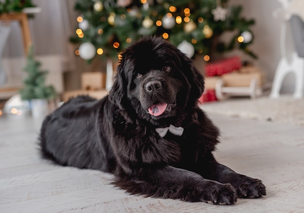 Newfoundland dog lying on floor at home with illuminated christmas tree on background