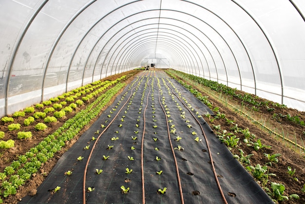 Newly planted seedlings in a greenhouse in spring