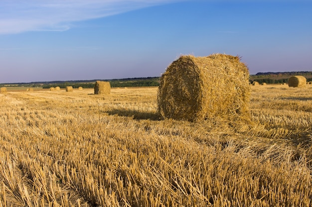 Newly raked and baled round hay bales in an agricultural field for use as winter livestock feed on a sunny day