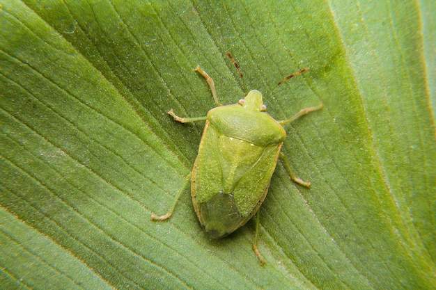 Nezara viridula commonly known as the southern green stink bug