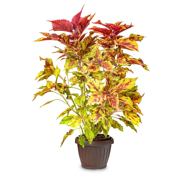 Nice coleus plant