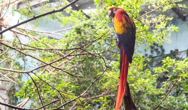 Nice colorful macaw in the green forest