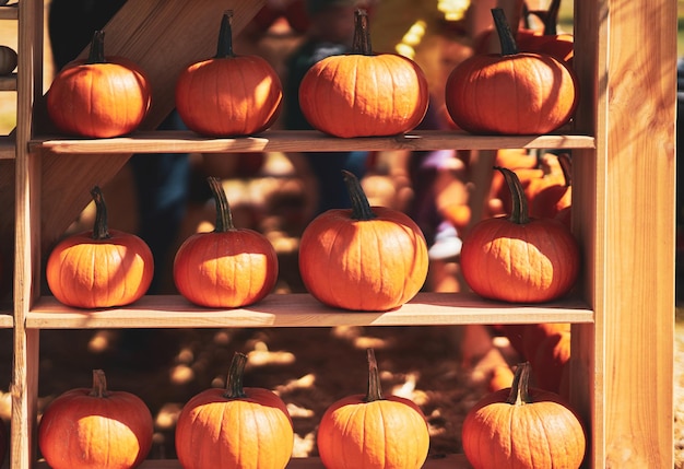 Nice and colorful pumpkin on wooden shelves