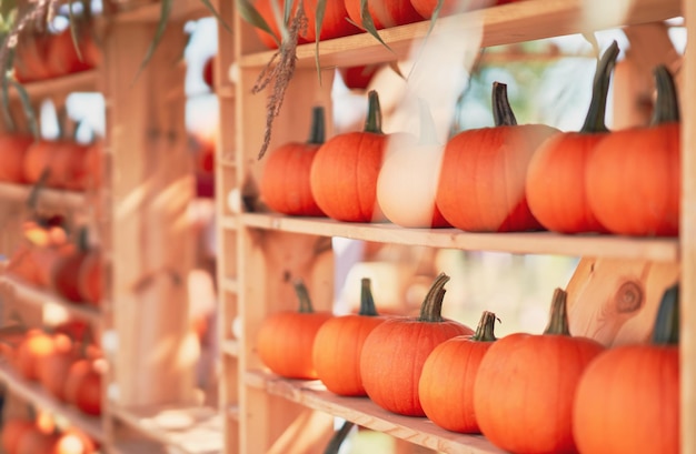 Nice and colorful pumpkin on wooden shelves