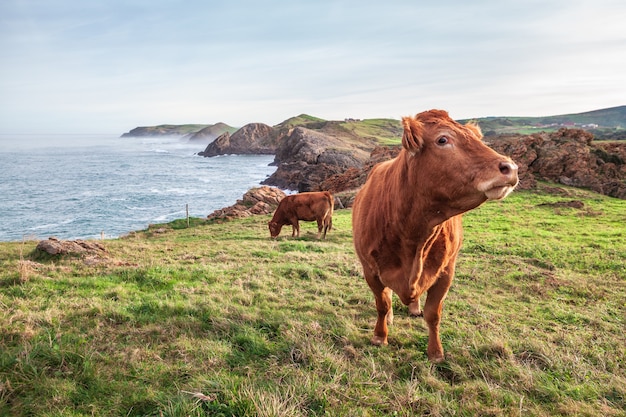 Nice cow grazing on a green meadow next to the sea in Cantabria, Spain.