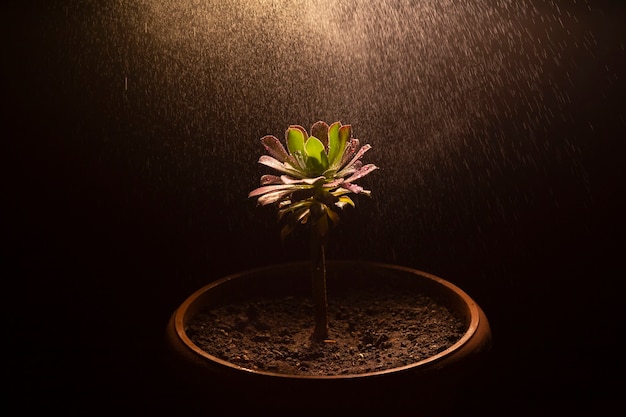 Nice creative shot and closeup of indoor blooming houseplant Watering houseplant water splash above the houseplant