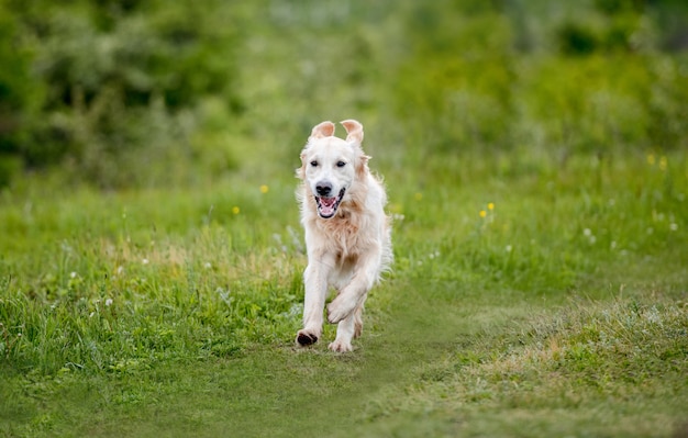 Nice dog running on spring nature