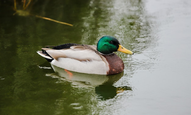 Nice duck with a green head in the green waters of a small pond. Close-up of a Mallard..