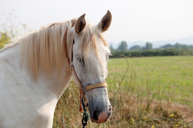 Nice free horse in the pastures  