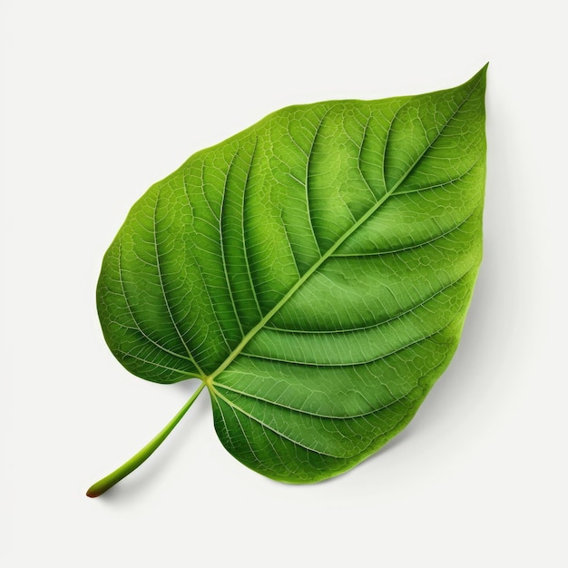 Nice green leaf background leave