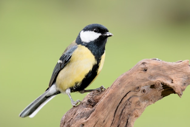 Nice little bird on a branch 