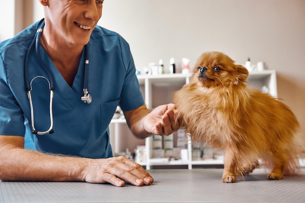 Nice to meet you buddy cheerful middle aged vet holding dogs paw and smiling while