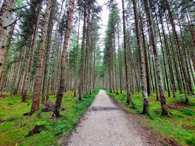 nice place with hill and tree