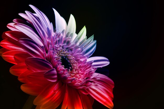 Nice Rainbow gerbera flower on black