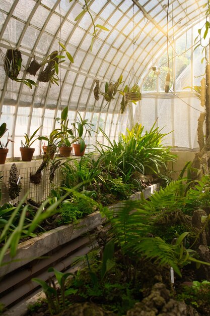 Nice sunny greenhouse full of plants and flowers