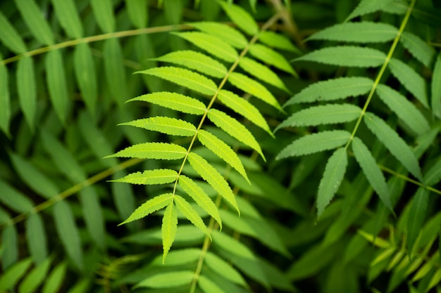 Nice and textural,green and clean plant leaves