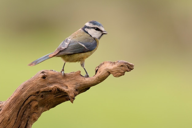 Nice tit with blue head looking up