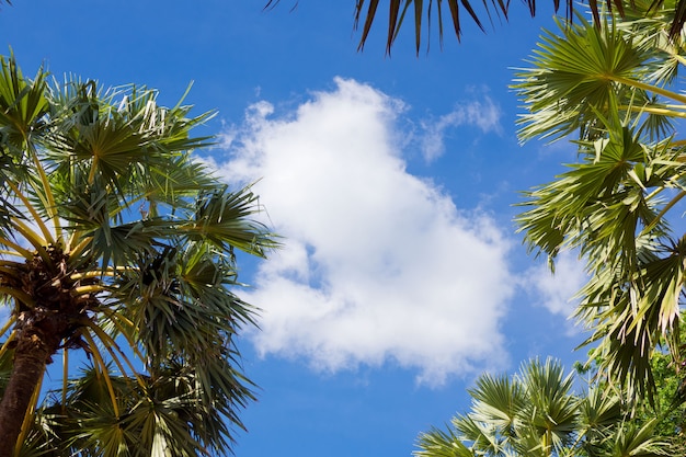 Photo nice tropical with blue sky, palms tree, green leave 