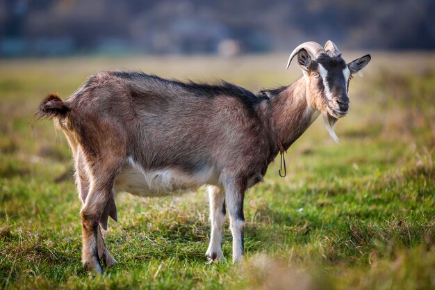 Nice white brown hairy bearded goat with long horns and beard on bright sunny warm summer day on blurred green grassy field. Domestic animals farming concept.