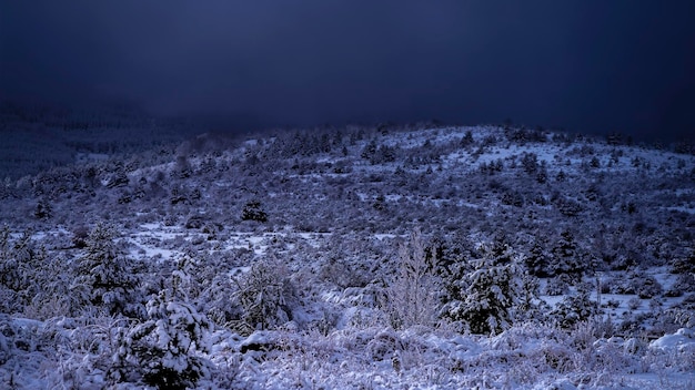 Nice winter picture with snowy natural fir trees at sunset