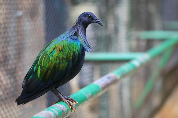 Nicobar pigeon Nicobar dove on tropical