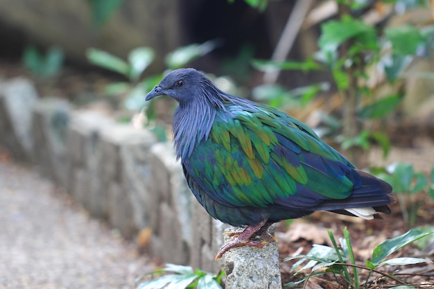 Nicobar pigeon Nicobar dove on tropical