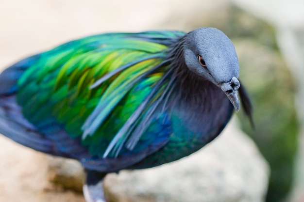 Nicobar pigeon