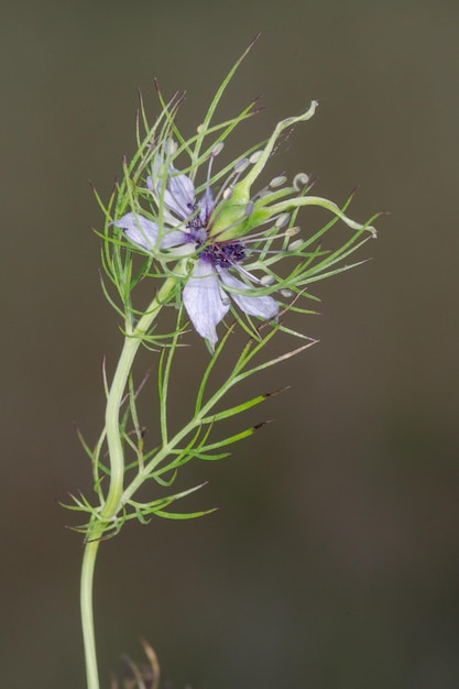 Nigella damascena, is a species of herbaceous plant of the genus Nigella of the Ranunculaceae 