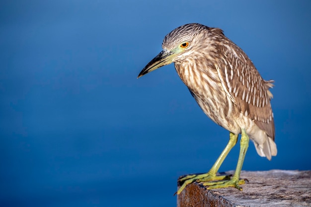 Night heron close up portrait