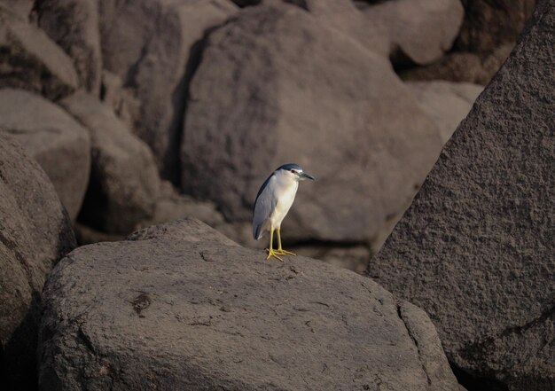 Photo night heron between the rock on the river nile in aswan egypt