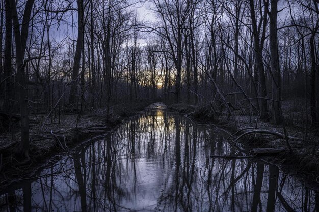 Night landscape dark forest rivernight sky